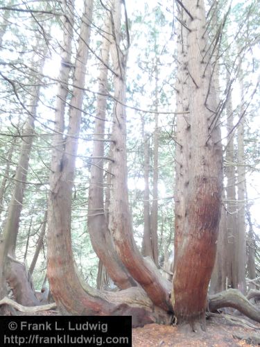 Lough Key Forest Park